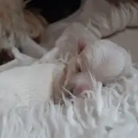 Cachorro de una camada anterior: U-Wurf