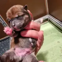 جرو من بطن سابق: Aurora vom hundecampus
