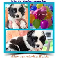 Früherer Welpe: Karamba