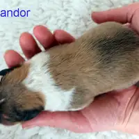 Früherer Welpe: Fandor