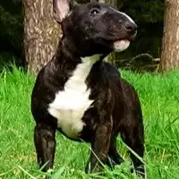Puppy uit een eerder nest: Erik