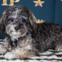 Previous puppy: Quirina