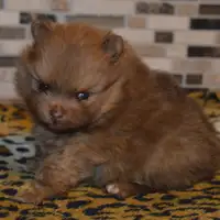 Cachorro de una camada anterior: Lotta
