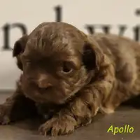 Previous puppy: Apollo
