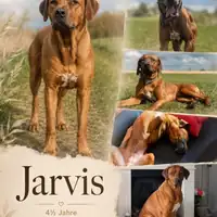 Щенок из предыдущего помёта: Jarvis