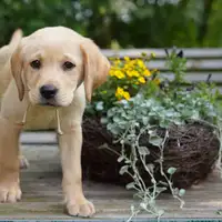 Previous puppy: Joy