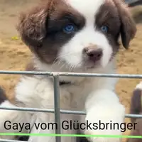 Früherer Welpe: Gaya