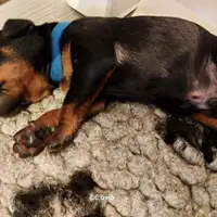 Previous puppy: Carl
