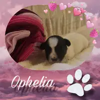 Früherer Welpe: Ophelia