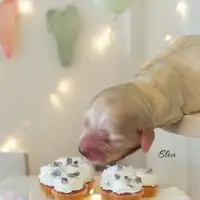 Cachorro de una camada anterior: Elea