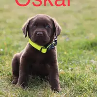 Früherer Welpe: Oskar