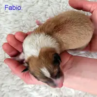 Früherer Welpe: Fabio