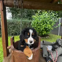 Früherer Welpe: Klara