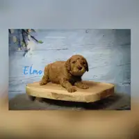 Früherer Welpe: Elmo