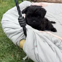 Previous puppy: Wilma