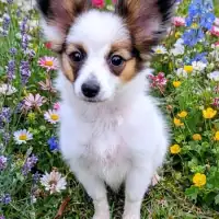 Puppy uit een eerder nest: Diya Davida von der Flussaue