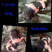Chiot d’une portée précédente: Blau