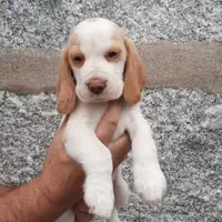 Önceki batından yavru: Teddy