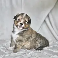 Cucciolo di una cucciolata precedente: Milo