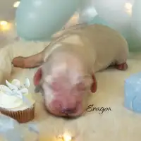 Cachorro de una camada anterior: Eragon