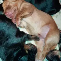 Chiot d’une portée précédente: Dino