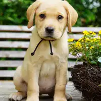 Previous puppy: Flo