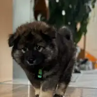 Früherer Welpe: Balou