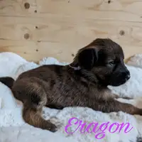 Szczenię z wcześniejszego miotu: Eragon