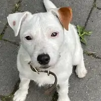 Früherer Welpe: Alva vom Quittengrund