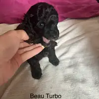 Früherer Welpe: Beau Turbo