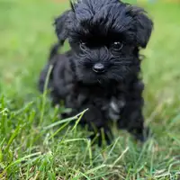 Previous puppy: Wendy