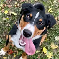以往犬窝的幼犬: Queeny