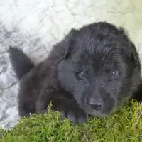Früherer Welpe: Jakari