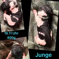 Chiot d’une portée précédente: Hellblau