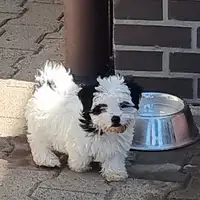 Previous puppy: Vera