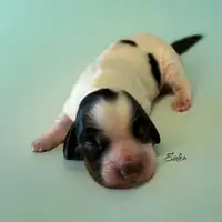 Cachorro de una camada anterior: Eiden