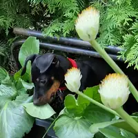 Previous puppy: Emma