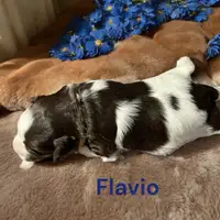 Früherer Welpe: Flavio