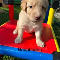Früherer Welpe: Houdini