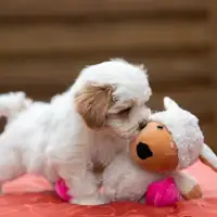 Previous puppy: Inno