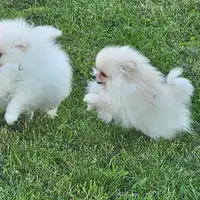 Cachorro de una camada anterior: odin und ohana