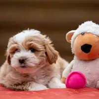 Previous puppy: Ilario
