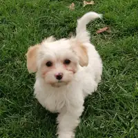 Previous puppy: Arella