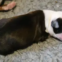 Previous puppy: Karl