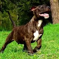 Puppy uit een eerder nest: Elias