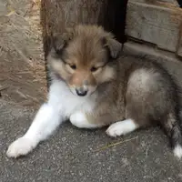 Cucciolo di una cucciolata precedente: Hündin HB weiß