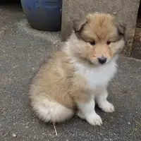Cucciolo di una cucciolata precedente: Hündin HB rot