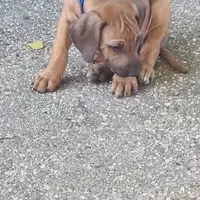 Früherer Welpe: Thor