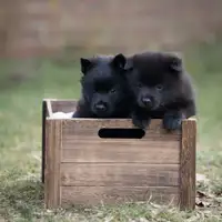 Szczenię z wcześniejszego miotu: Black Star Schipperkes Bubbles