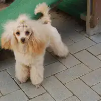 Früherer Welpe: Rudolf